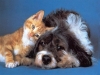 Marcallo con Casone - Cani e gatti: c'è il concorso