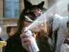 Galliate - Divieto di vendita delle bombolette spray (Foto internet)