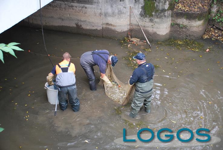 Territorio - Asciutta dei Navigli, si recuperano i pesci