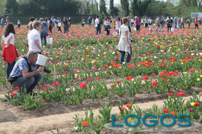 Eventi - Tulipani a Cornaredo 