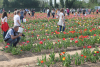 Eventi - Tulipani a Cornaredo 