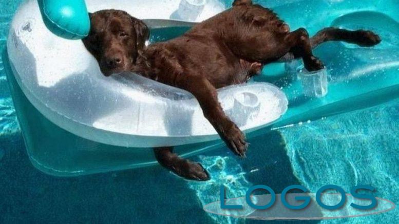 Attualità - Cani in piscina (Foto internet)