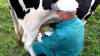 Attualità - Mucche: meno latte a causa del caldo (Foto internet)