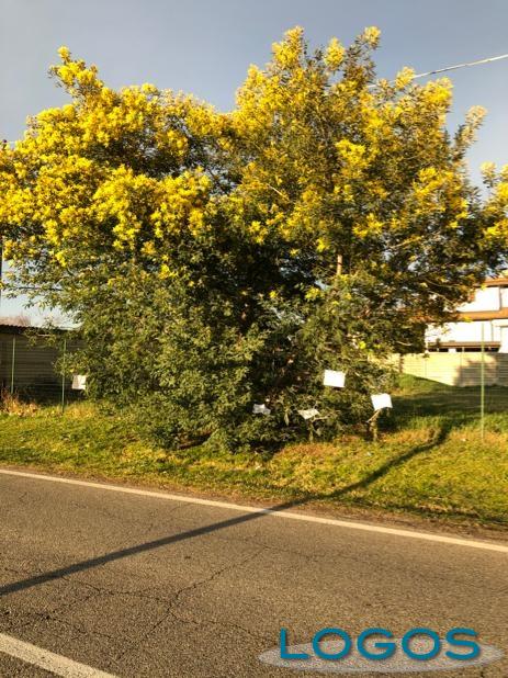 Castano Primo - La pianta di mimose e i tanti messaggi comparsi sui rami 