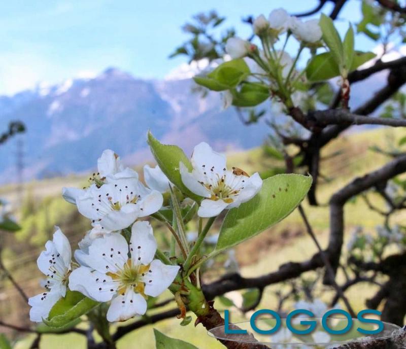 Territorio - Alberto da frutto in fiore