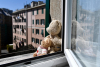 Sociale - Orse alla finestra in quarantena (foto internet)