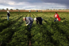 Territorio - Lavoro nei campi (Foto internet)