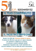 Sociale - 5x1000 per la Protezione Animali di Legnano 
