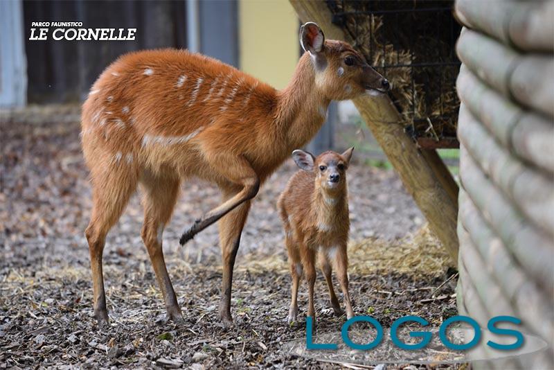 Animali - Un sitatunga  a 'le Cornelle'