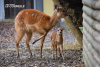 Animali - Un sitatunga  a 'le Cornelle'