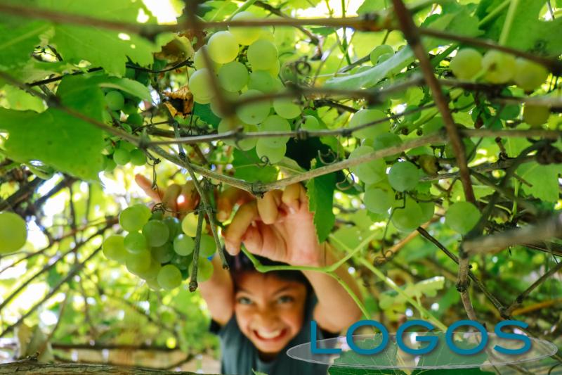 Ambiente - Inizio vendemmia 2021