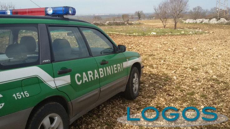 Attualità - Carabinieri Forestali (Foto internet)