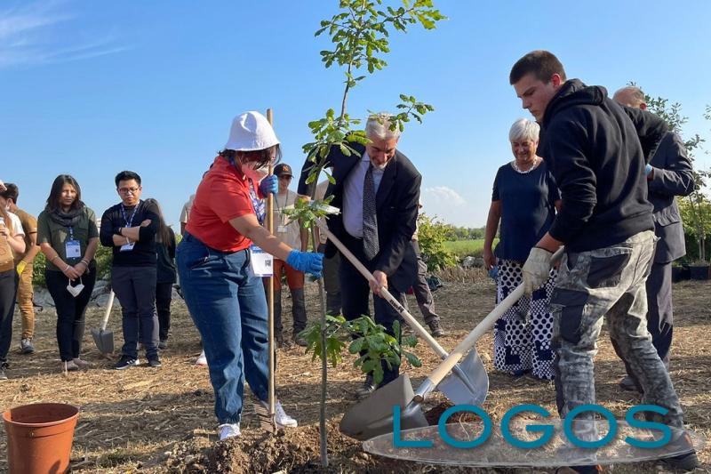 Milano / Ambiente - Piantumazione alberi 