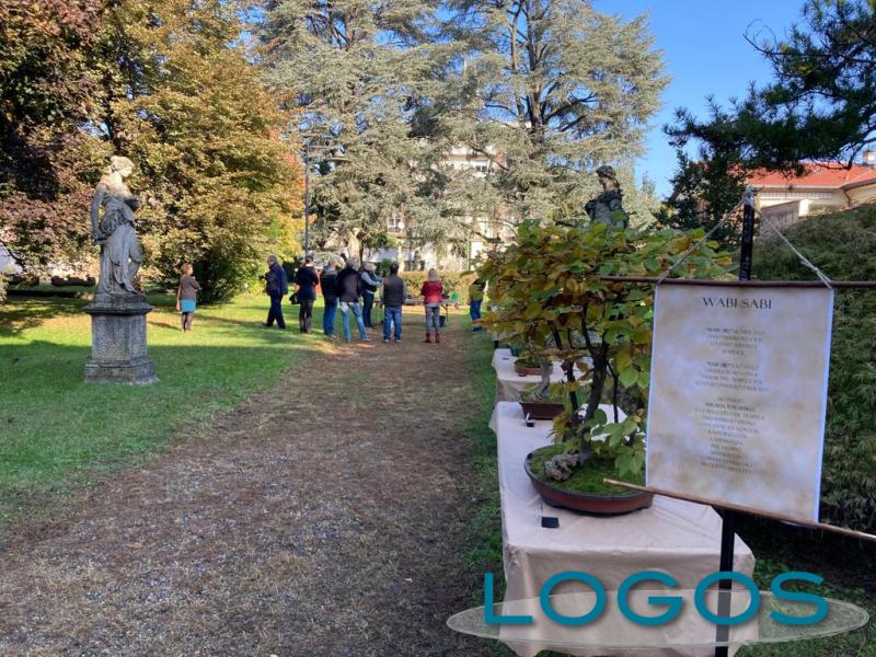 Castano / Eventi - Bonsai in Villa Rusconi 