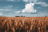 Attualità - Campo di grano (Foto internet)