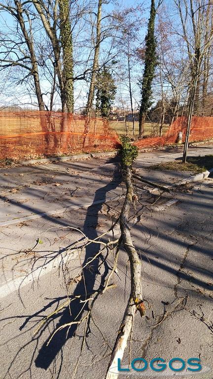 Turbigo - Un albero sradicato dal vento 