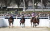 Legnano - Corse di addestramento al Palio 