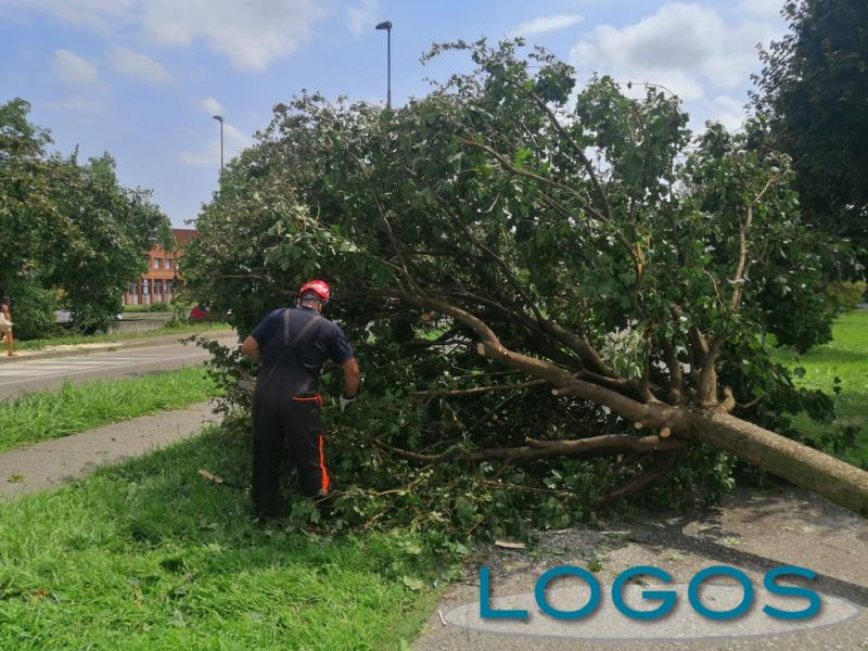 Maltempo - Protezione Civile toglie un albero