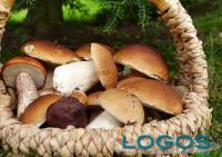 Ambiente - Funghi (Foto internet)