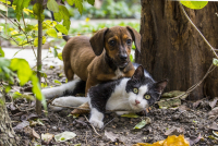 Territorio - Cane e gatto 