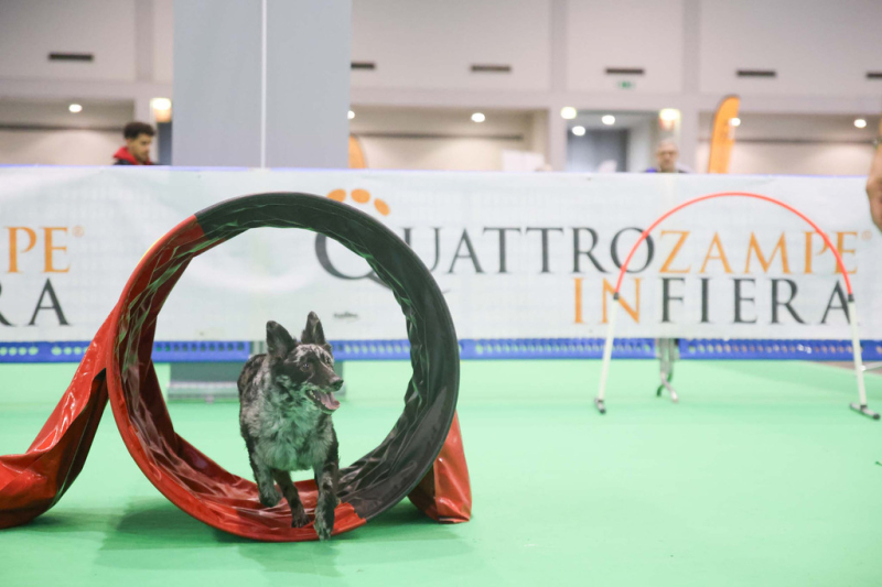 Milano / Eventi - 'QuattroZampeinFiera'