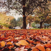 Ambiente - Foliage 